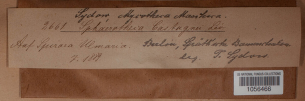 Sphaerotheca image